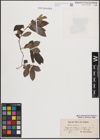 Foto von Salix cinerea L.
